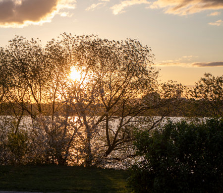 Sun shining between the green leaves of the treesの写真素材