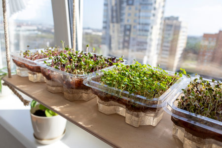 Freshly sprouted shoots of micro greens in the plastic containers on the jute mat. Placed on the wooden shelf in the balcony of the modern apartmentの写真素材