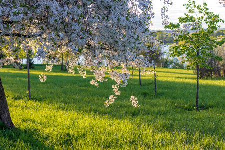 Shot of the trees in the garden blooming with leaves and flowersの写真素材