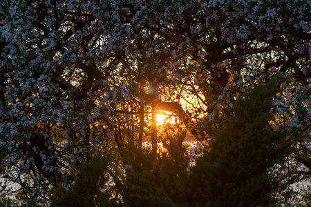 Sun shining trough the green leaves of the treesの写真素材