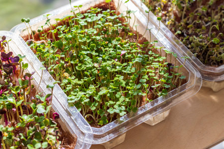 Freshly sprouted shoots of micro greens in the plastic containers on the jute mat. Placed on the wooden shelf in the balconyの写真素材