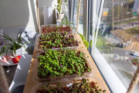 Freshly sprouted shoots of micro greens in the plastic containers on the jute mat. Placed on the wooden shelf in the balcony of the modern apartmentの写真素材