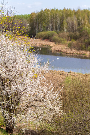 Landscape shot of the river among the blooming treesの写真素材