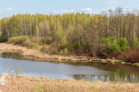 Landscape shot of the river among the blooming treesの写真素材
