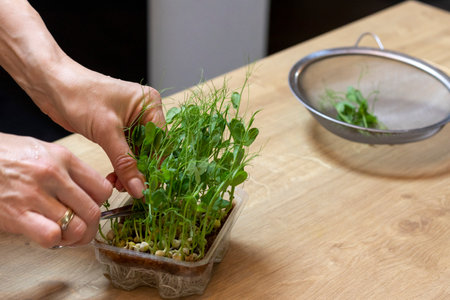 Woman cuts of the micro greens in the plastic containerの写真素材