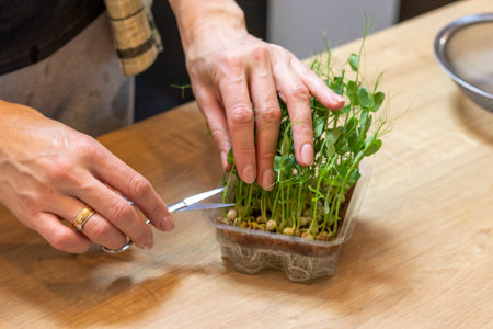 Woman cuts of the micro greens in the plastic containerの写真素材