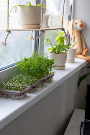 Freshly sprouted shoots of micro greens in the plastic containers on the jute mat. Placed on the windowsill in the balcony of the modern apartmentの写真素材