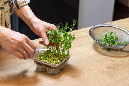 Woman cuts of the micro greens in the plastic containerの写真素材