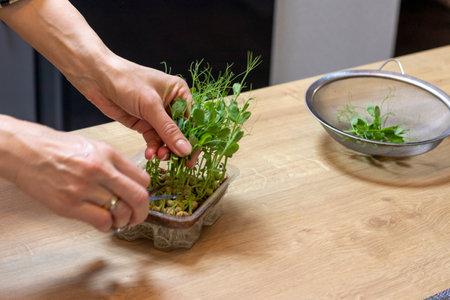 Woman cuts of the micro greens in the plastic containerの写真素材