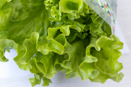 Fresh lettuce leaves on white backgroundの写真素材