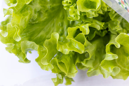 Fresh lettuce leaves on white backgroundの写真素材