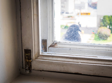Shot of the pigeon trough the dirty windowの写真素材