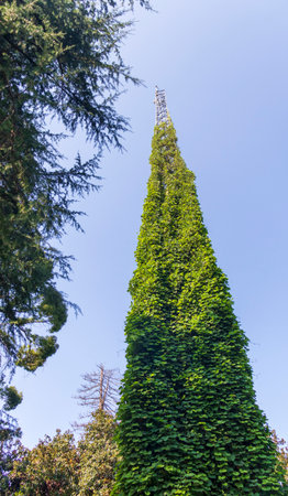 Shot of the tall radio mast covered with climbing plantsの写真素材