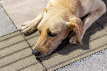 Shot of the stray dog with vaccinated and neutered tagの写真素材