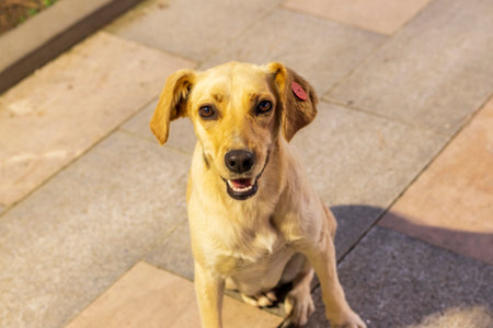 Shot of the stray dog with vaccinated and neutered tagの写真素材