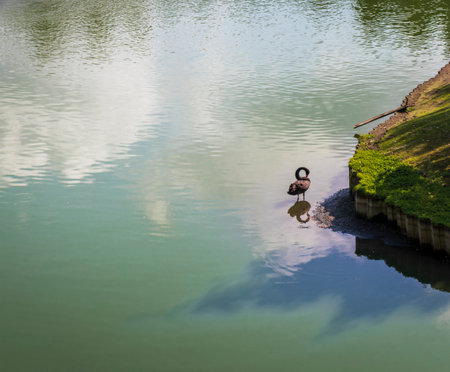 Close up shot of a black swan in the lake.の写真素材