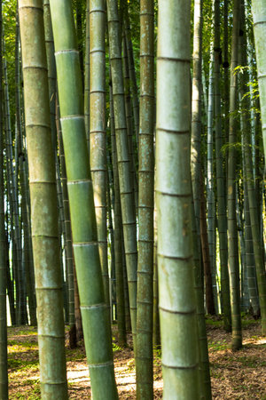 Close up shot of the bamboo treesの写真素材