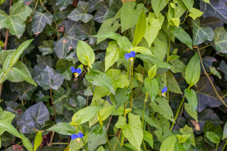 Shot of the Asiatic day flowerの写真素材