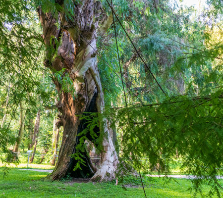 Shot of the different types of trees in the arboretumの写真素材