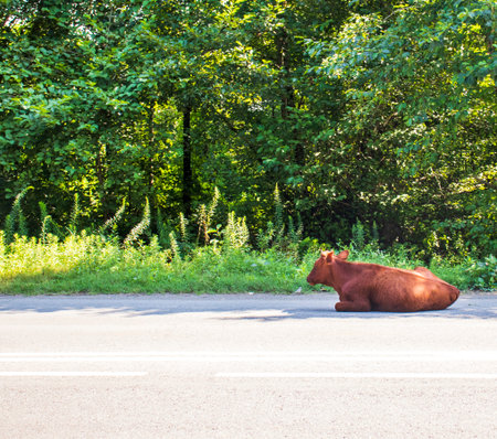The cow on the side of the roadの写真素材