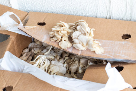 Oyster mushrooms in the boxの写真素材