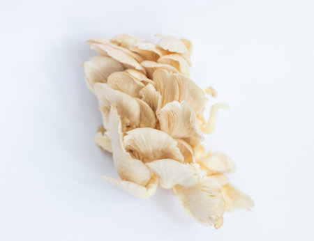 Oyster mushrooms on the white backgroundの写真素材