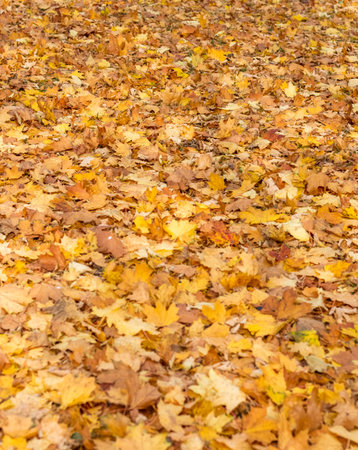 Walk path in the park covered by colorful autumn leaves