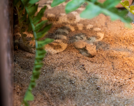 The photograph shows a Saharan horned viper