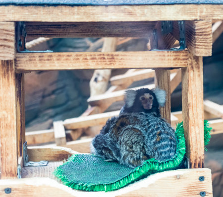 The animal in the photograph is a common marmoset