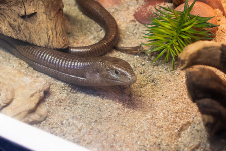 The animal in the photograph is a Sheltopusik