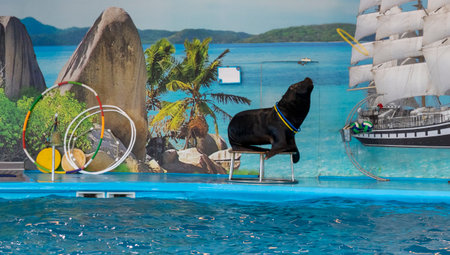 11.11.2025 - Minsk, Belarus - Sea lion entertaining the visitors in Minsk dolphinariumのeditorial素材