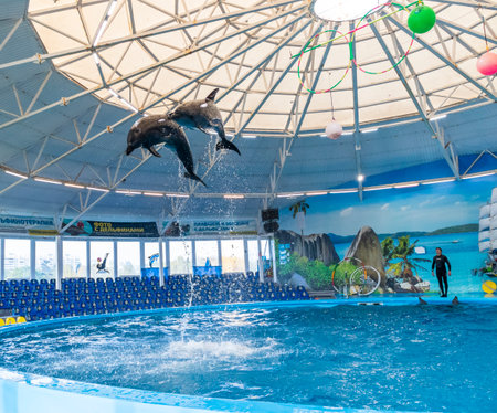 11.11.2025 - Minsk, Belarus - Dolphins entertaining the visitors in Minsk dolphinariumのeditorial素材
