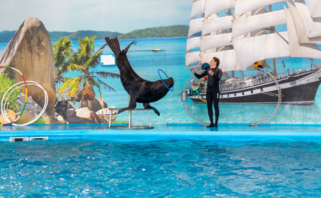 11.11.2025 - Minsk, Belarus - Sea lion entertaining the visitors in Minsk dolphinariumのeditorial素材