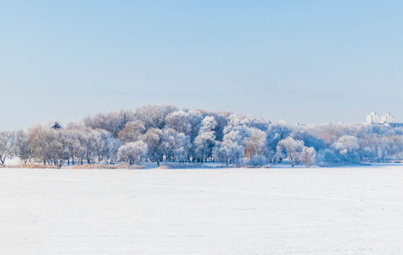 A winter scene with trees covered in hoarfrost under a clear blue sky.の写真素材