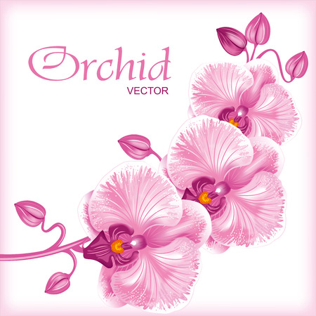 Excellent background with realistic vector illustration of orchidのイラスト素材