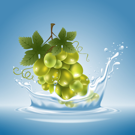 Ripe fresh bunch of grape with water splash on blue background. Vector illustration.のイラスト素材