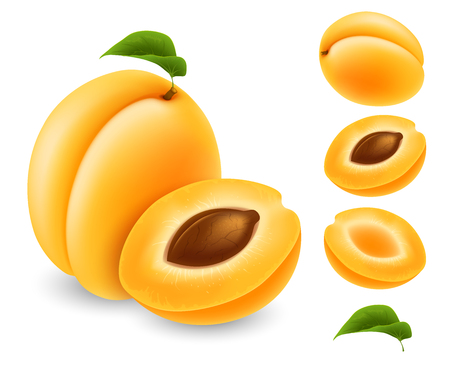 Set of fresh ripe apricots. Whole fruit with leaf, half and slice. Vector realistic illustration. Isolated on white background.のイラスト素材