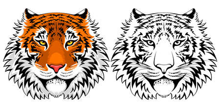 Adult calm tiger face. Colorful and monocolor graphic. Vector illustration.のイラスト素材