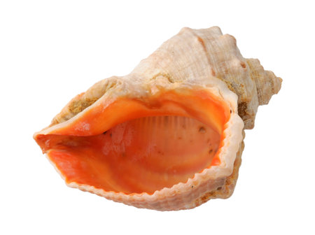 sea shell isolated on white