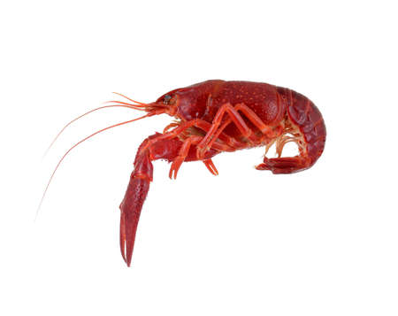 isolated red raw crayfish on white backgroundの写真素材
