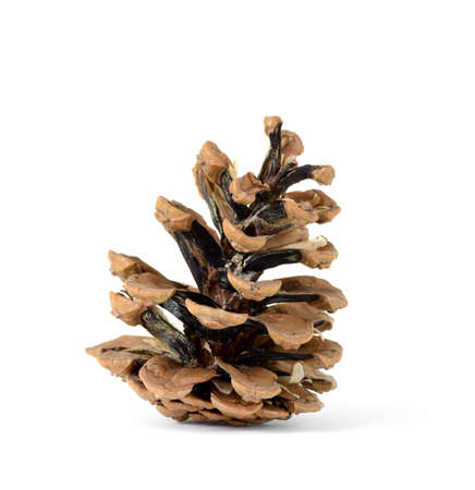 Isolated pine-cone on white backgroundの写真素材