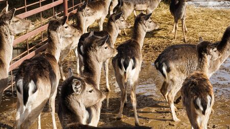 Farm roe deerの写真素材