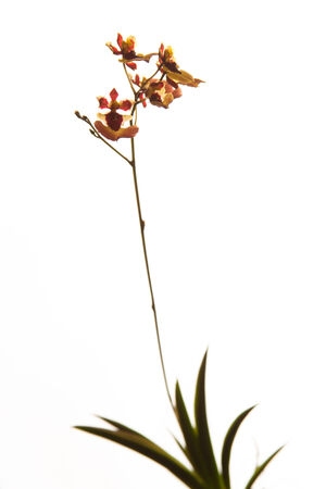 Orchid Flowerの写真素材