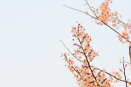 pink cassia,pink shower tree