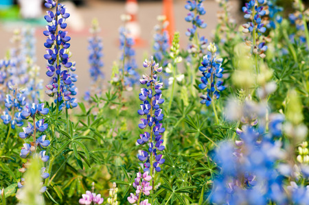 lupine flowerの写真素材