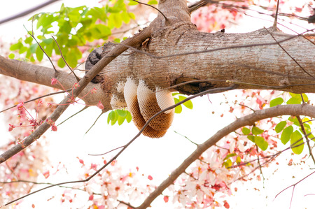 pink cassia,pink shower treeの写真素材