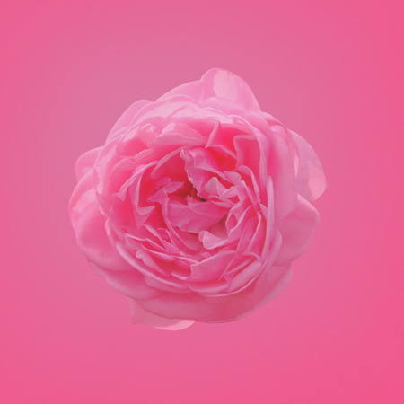 Blurred soft style pink rose flowerの写真素材