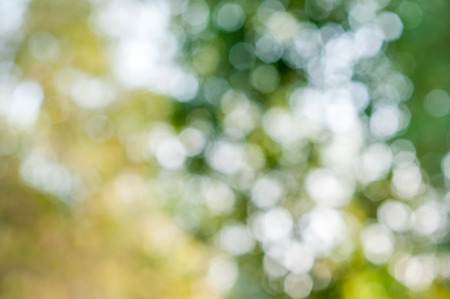 blurred of green nature background abstractblurred of green nature background abstractの写真素材