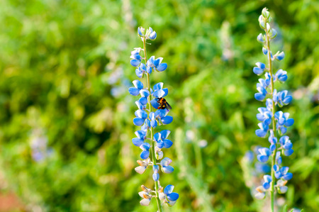 lupine flowerの写真素材