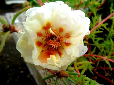 Rose Mossの写真素材